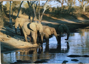 Cartes · Cartes postales Afrique
