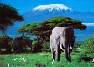Cartes · Cartes postales Afrique