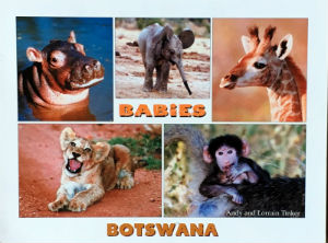 Cartes · Cartes postales Afrique