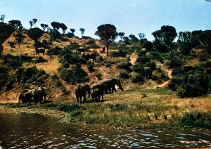 Cartes · Cartes postales Afrique