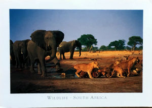 Cartes · Cartes postales Afrique
