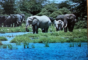 Cartes · Cartes postales Afrique