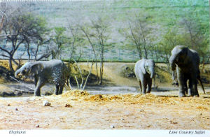 Cartes · Cartes postales Afrique