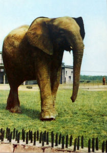 Cartes · Cartes postales Afrique