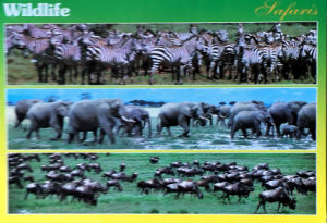 Cartes · Cartes postales Afrique