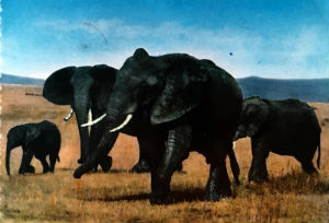 Cartes · Cartes postales Afrique