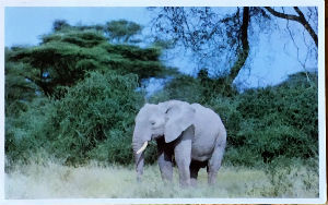 Cartes · Cartes postales Afrique