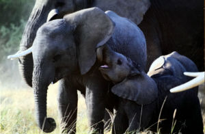 Cartes · Cartes postales Afrique