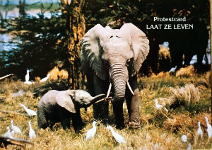 Cartes · Cartes postales Afrique