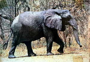 Cartes · Cartes postales Afrique