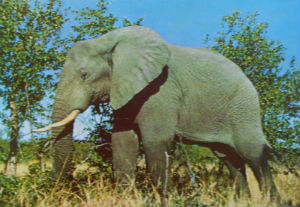 Cartes · Cartes postales Afrique