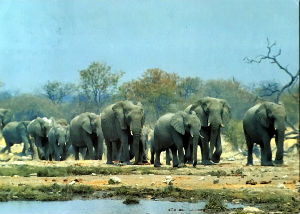 Cartes · Cartes postales Afrique