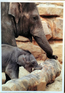 Cartes · Cartes postales Asie - Éléphants d'Asie