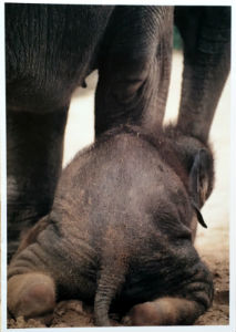 Cartes · Cartes postales Asie - Éléphants d'Asie