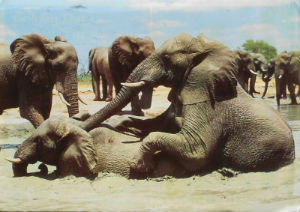 Cartes · Cartes postales Afrique