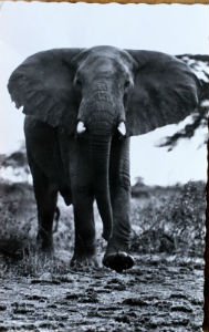 Cartes · Cartes postales Afrique