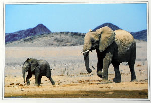 Cartes · Cartes postales Afrique