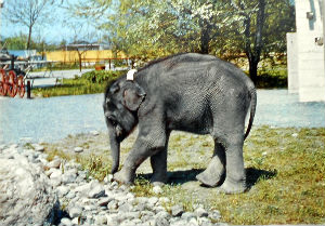 Cartes · Cartes postales Asie - Éléphants d'Asie