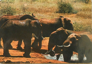 Cartes · Cartes postales Afrique