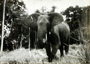 Cartes · Cartes postales Afrique