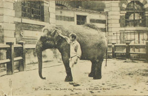Cartes · Cartes postales Asie - Éléphants d'Asie