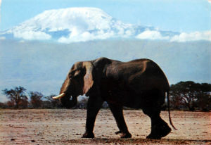 Cartes · Cartes postales Afrique