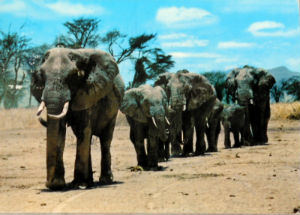 Cartes · Cartes postales Afrique
