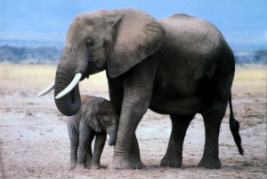 Cartes · Cartes postales Afrique