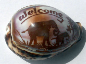Objets insolites · Coquillages