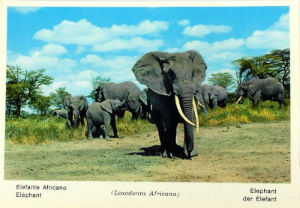 Cartes · Cartes postales Afrique