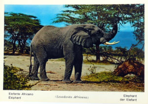 Cartes · Cartes postales Afrique