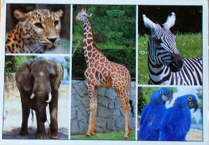 Cartes · Cartes postales Afrique