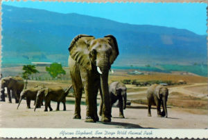 Cartes · Cartes postales Afrique