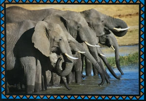 Cartes · Cartes postales Afrique
