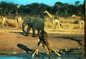 Cartes · Cartes postales Afrique