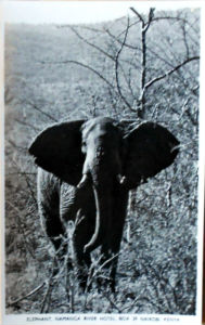 Cartes · Cartes postales Afrique