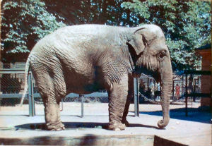 Cartes · Cartes postales Asie - Éléphants d'Asie