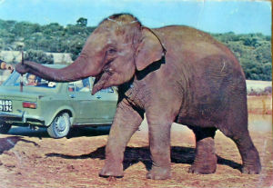Cartes · Cartes postales Asie - Éléphants d'Asie