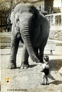 Cartes · Cartes postales Asie - Éléphants d'Asie