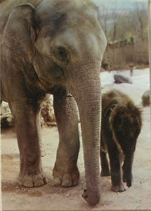 Cartes · Cartes postales - Zoos d'Europe