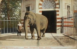 Cartes · Cartes postales - Zoos d'Europe