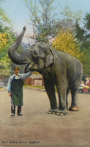 Cartes · Cartes postales - Zoos d'Europe