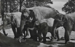 Cartes · Cartes postales - Zoos d'Europe