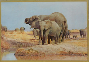 Cartes · Cartes postales Afrique