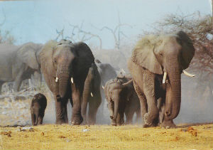 Cartes · Cartes postales Afrique