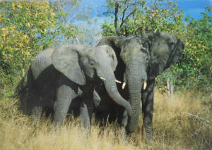 Cartes · Cartes postales Afrique