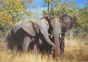 Cartes · Cartes postales Afrique