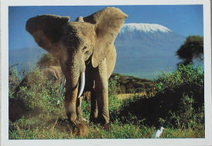 Cartes · Cartes postales Afrique