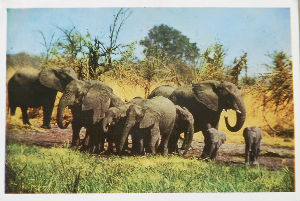 Cartes · Cartes postales Afrique