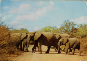 Cartes · Cartes postales Afrique